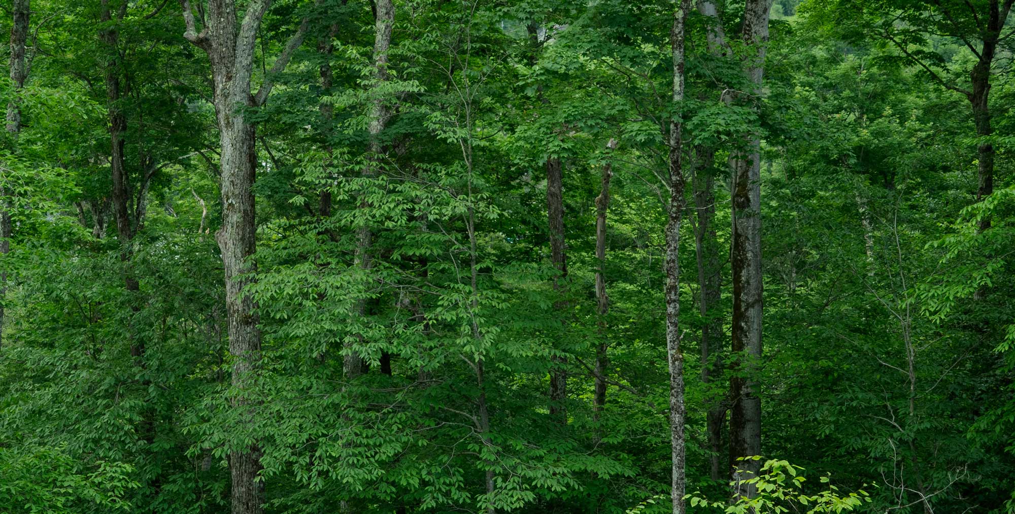 Forêt québécoise où est récolté le bois des cuillères musicales Caron L'Écuyer